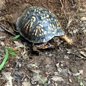 Meet your Posher, Devon